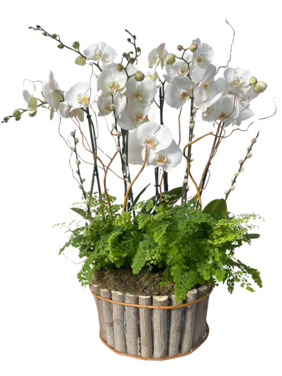 Cesta de orquídeas Blancas con plantas variadas