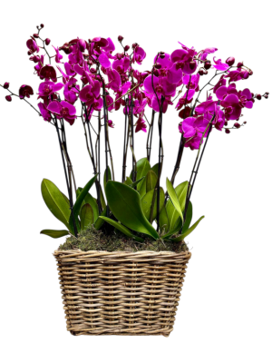 Cesta de 8 orquídeas  moradas
