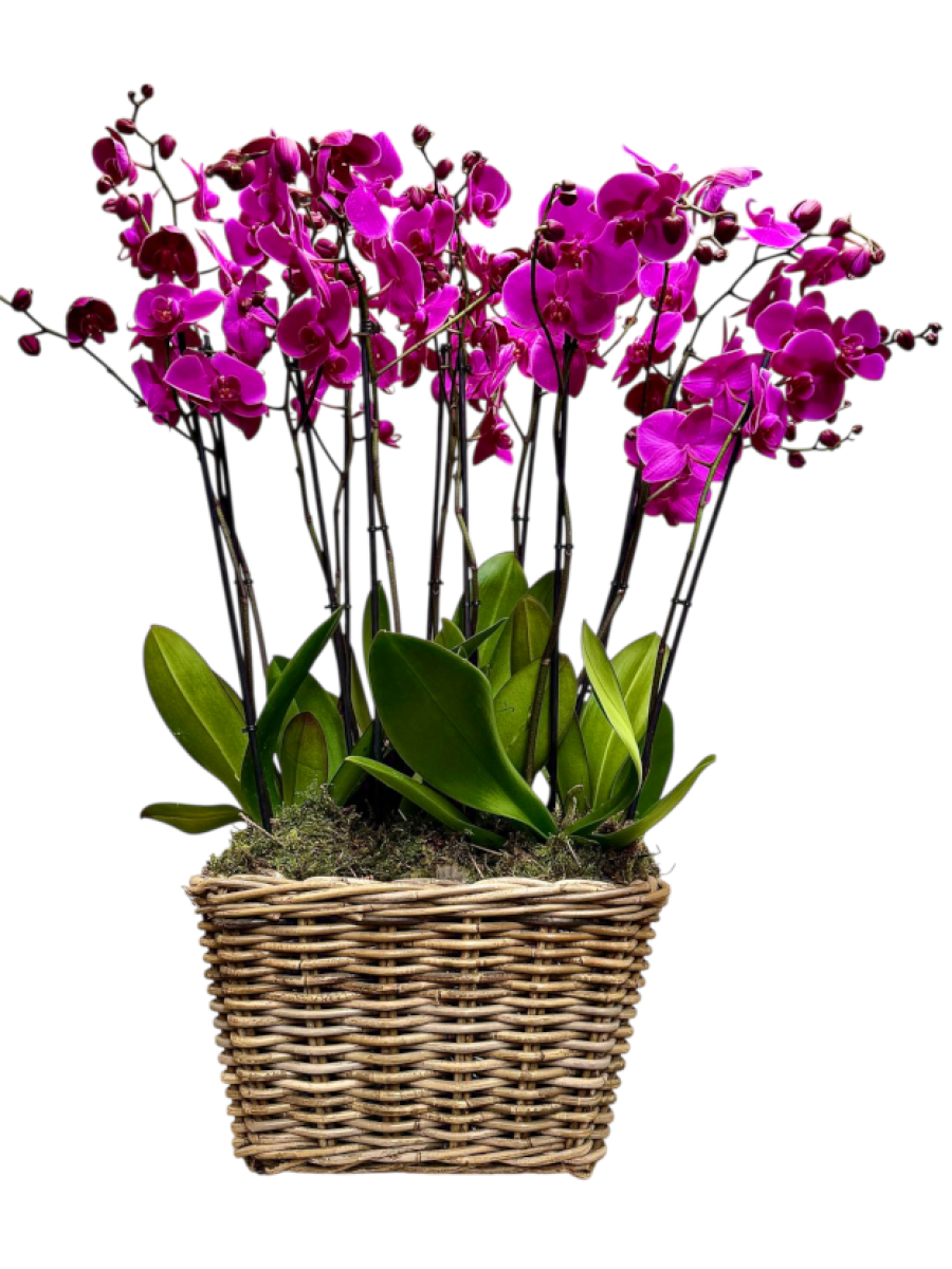 Cesta de 8 orquídeas moradas Cesta de 8 orquídeas moradas