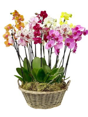 Cesta de 8 orquídeas variadas