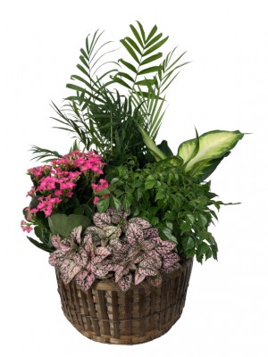 Cesta de plantas mix