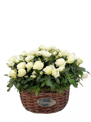 Rosal blanco en mimbre