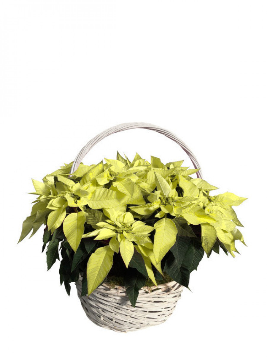 Cesta de flores de pascua amarillas 