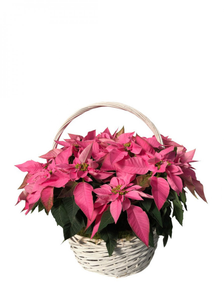 Cesta de flores de pascua rosas Cesta de flores de pascua rosas