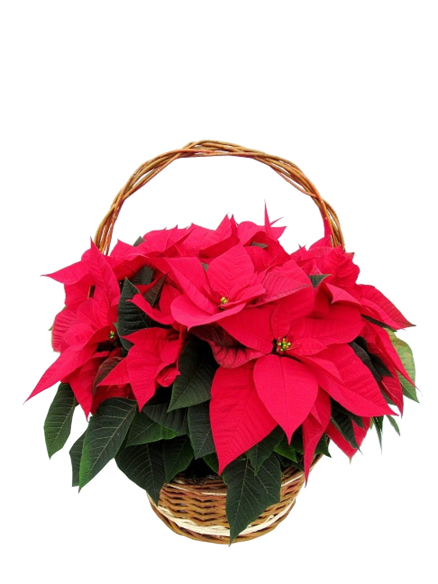 Cesto de 5 poinsettias  M14