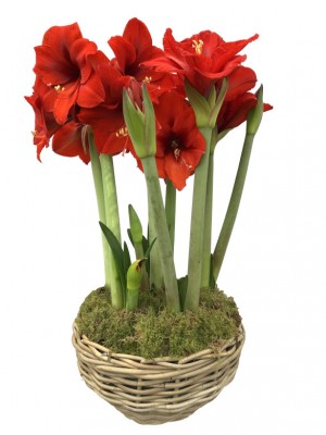 Cesta grande de Amaryllis rojos