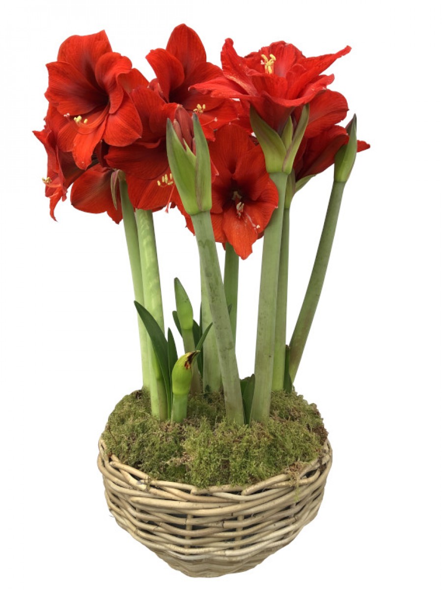 Cesta grande de Amaryllis rojos