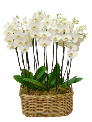 Orquídeas blancas en cesta ovalada de mimbre