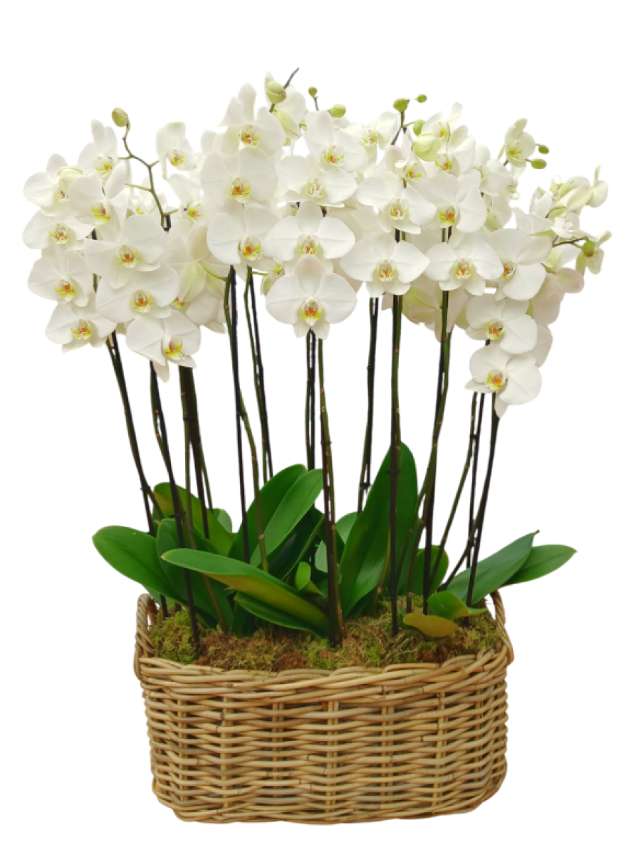 Orquídeas blancas en cesta ovalada de mimbre Orquídeas blancas en cesta ovalada de mimbre