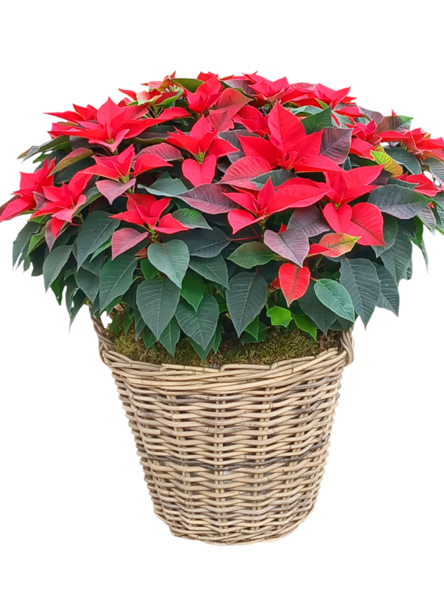 Cesta Grande de flores de pascua rojas