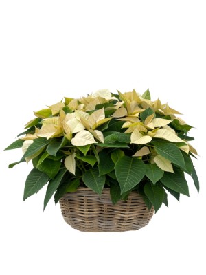 Cesta Grande de flores de pascua Amarillas