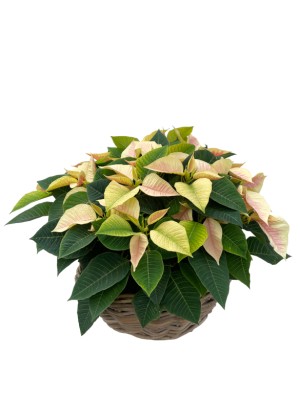 Cesta Grande de flores de pascua Bicolor