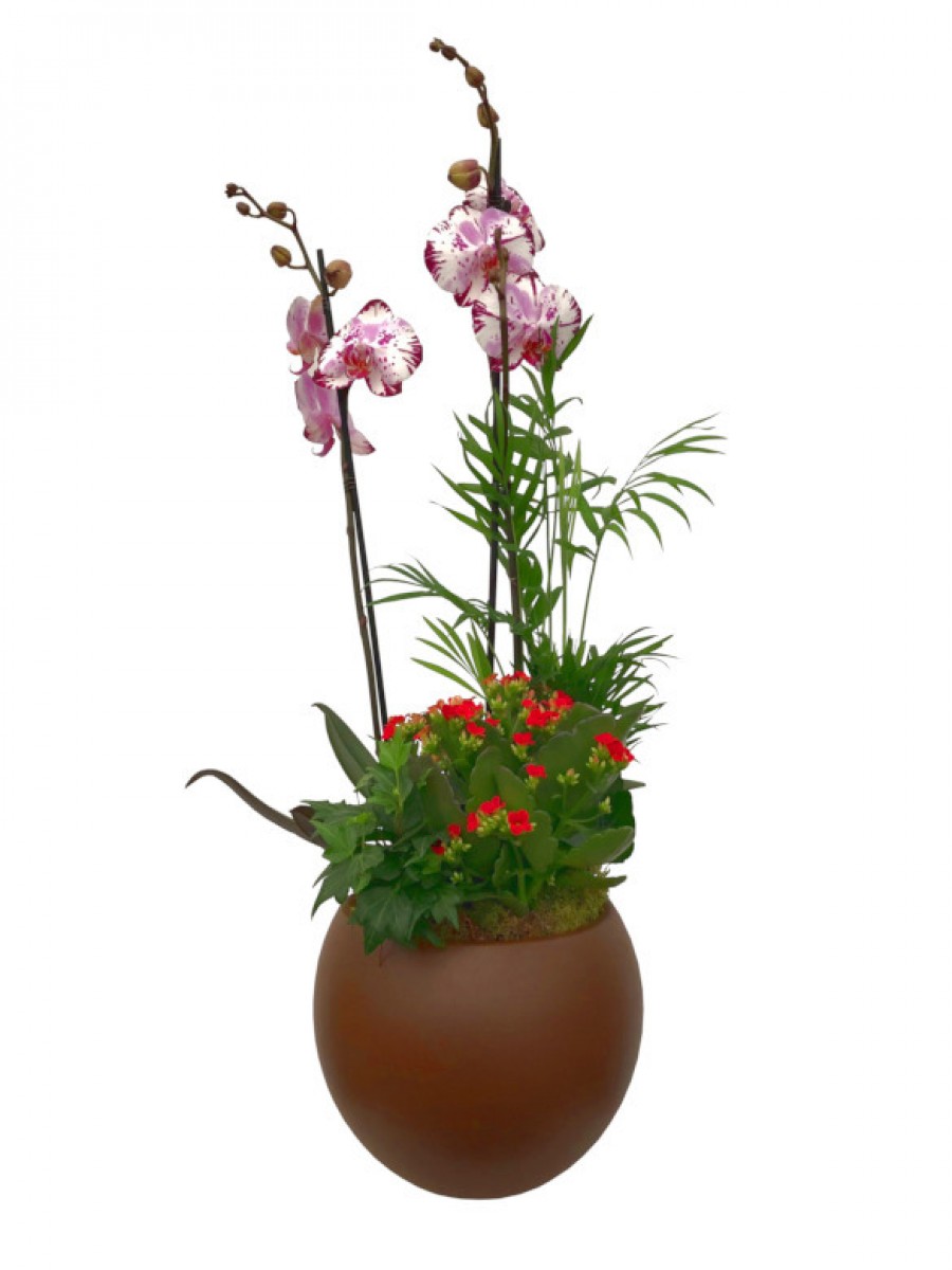 Maceta de cerámica con orquídea y plantas variadas