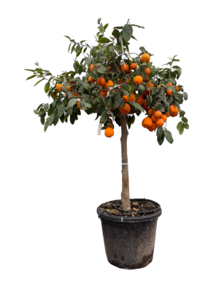 Citrus Limonia Osbeck