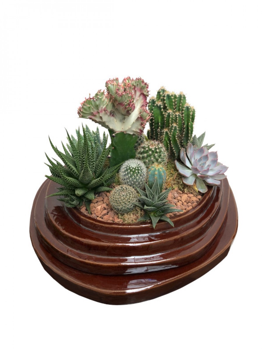 Composición de cactus en cerámica