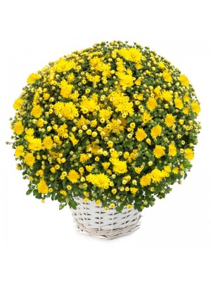 1 Crisantemo amarillo en cesta