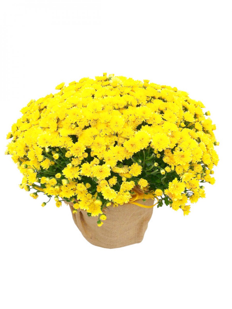 Crisantemo amarillo en arpillera