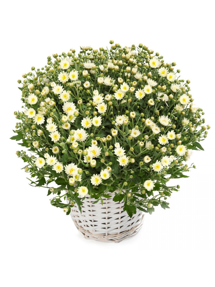 1 Crisantemo blanco en cesta