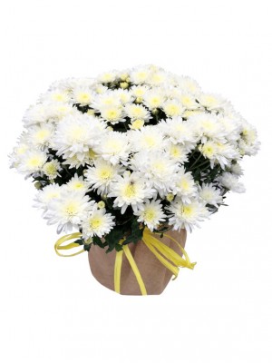 Crisantemo blanco en arpillera