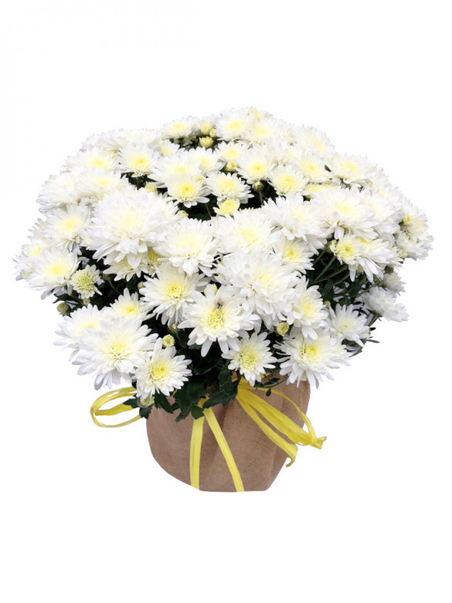 Crisantemo blanco en arpillera