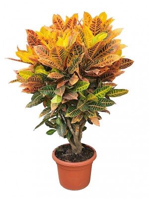 Croton Petra XXL (DISPONIBLE SOLO PARA MADRID)