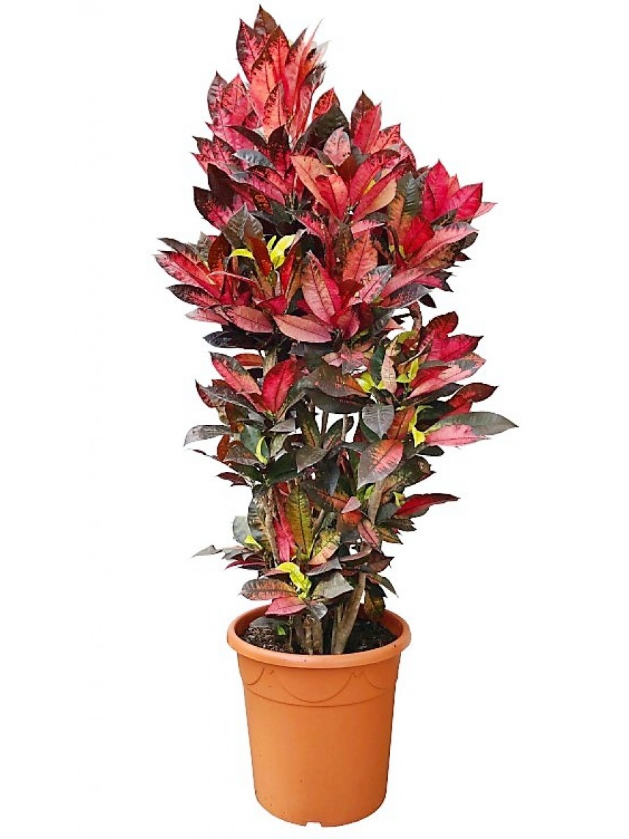 Croton  XXL (DISPONIBLE SOLO PARA MADRID)