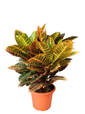 Croton M30