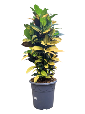 Croton M40