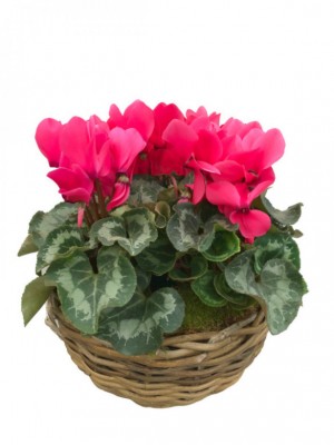 Cesta de cyclamenes fucsia