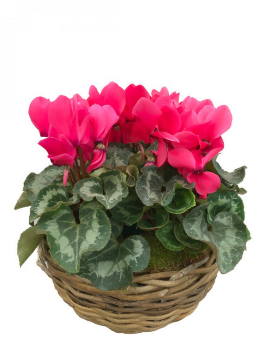 Cesta de cyclamenes fucsia