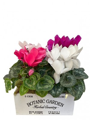 Cyclamen variado en madera