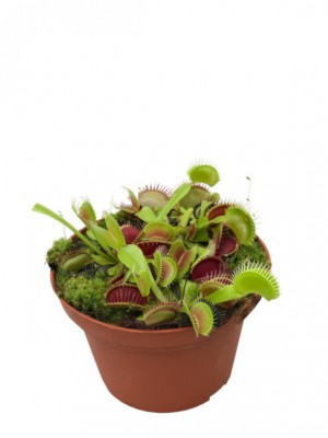 Dionaea muscipula