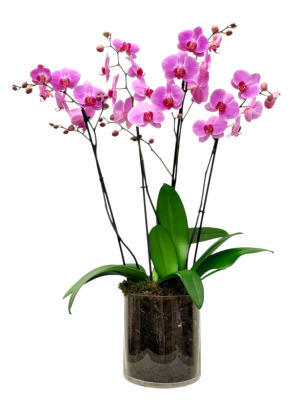 Centro de dos orquídeas rosas