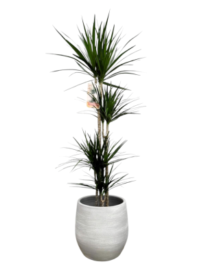 Dracaena Marginata con cubre maceta