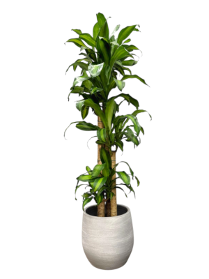 Dracaena Massageana con cubre maceta