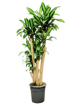 Dracaena Massageana Ramificado