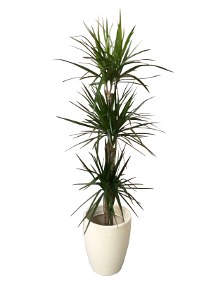 Dracaena Marginata en maceta decorativa (DISPONIBLE SOLO PARA MADRID)