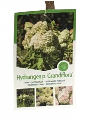 Hydrangea Paniculata Grandiflora