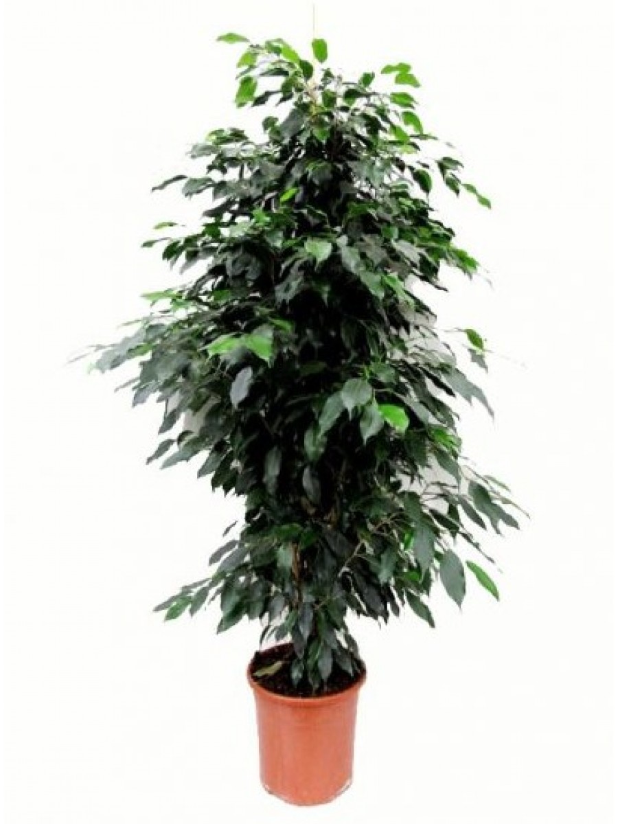 Ficus Benjamina 1.70-1.80M