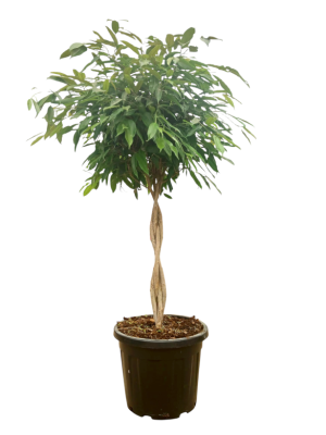 Ficus Ali trenzado