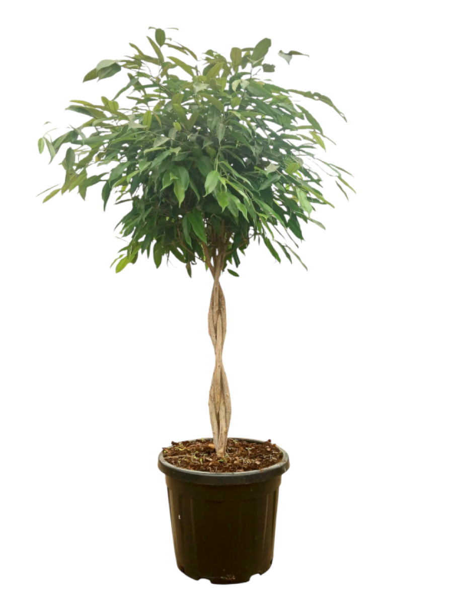 Ficus Ali trenzado Ficus Ali trenzado