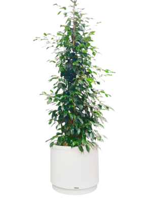 Ficus benjamina en hidrojardinera 
