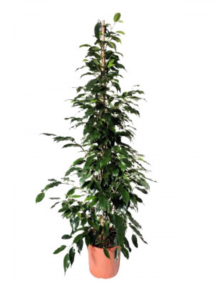 Ficus benjamina 120CM