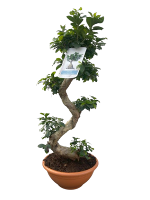 Bonsái de Ficus Ginseng 100Cm