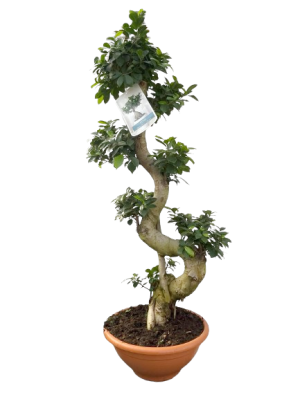 Bonsái de Ficus Ginseng 120Cm