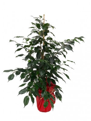 Ficus Benjamina M17 envuelto en papel de regalo