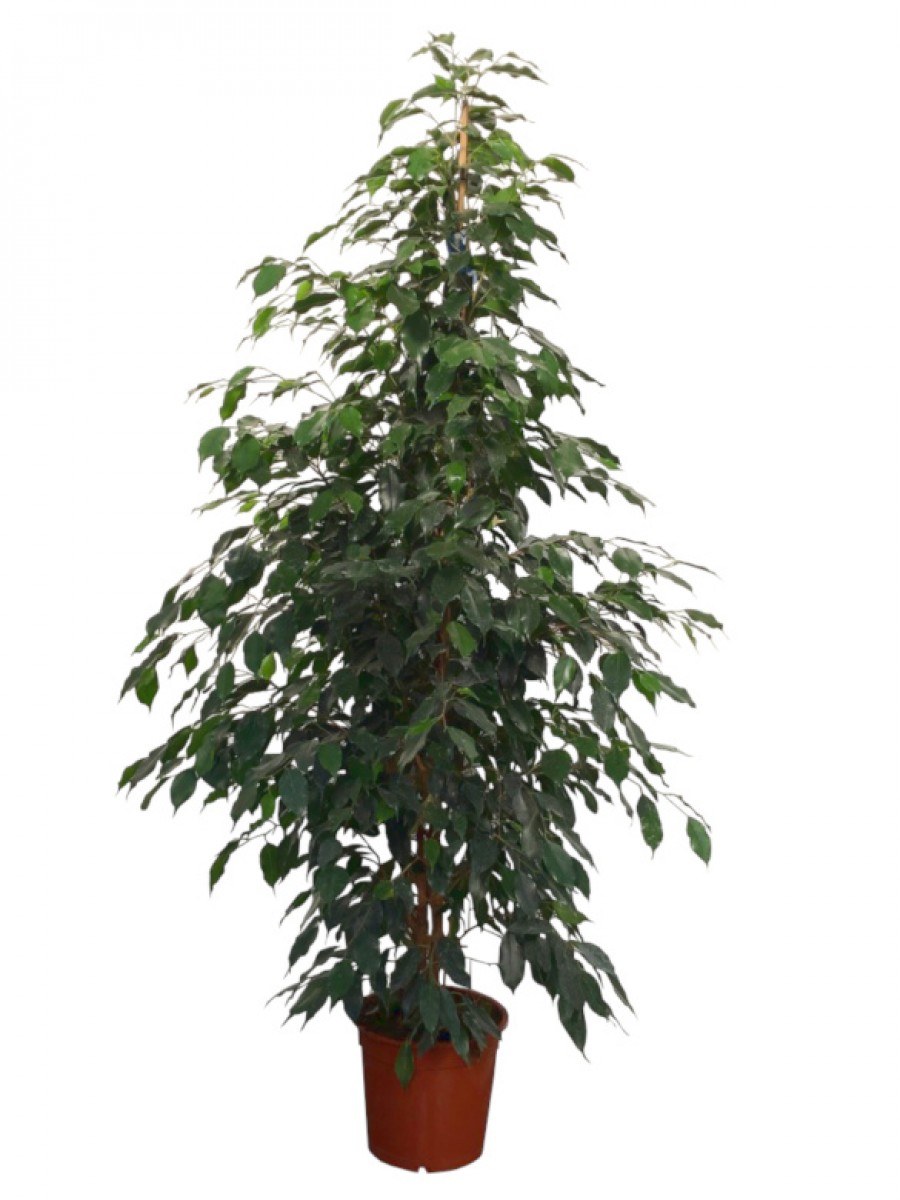 Ficus benjamina (DISPONIBLE SOLO PARA MADRID)