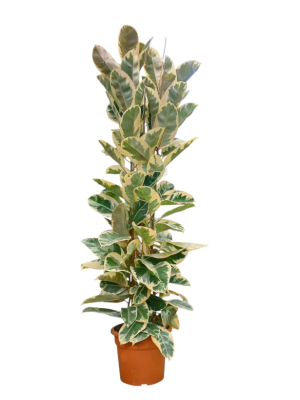 Ficus Elástica Tineke 2M