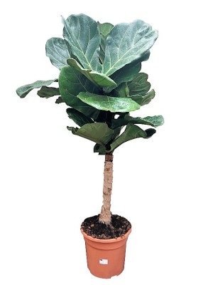 Ficus Lyrata Arbol