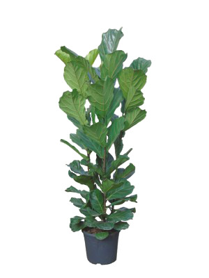 Ficus Lyrata arbusto (DISPONIBLE SOLO PARA MADRID)